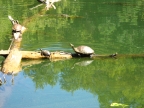 Pond Turtles at Clear Lake
